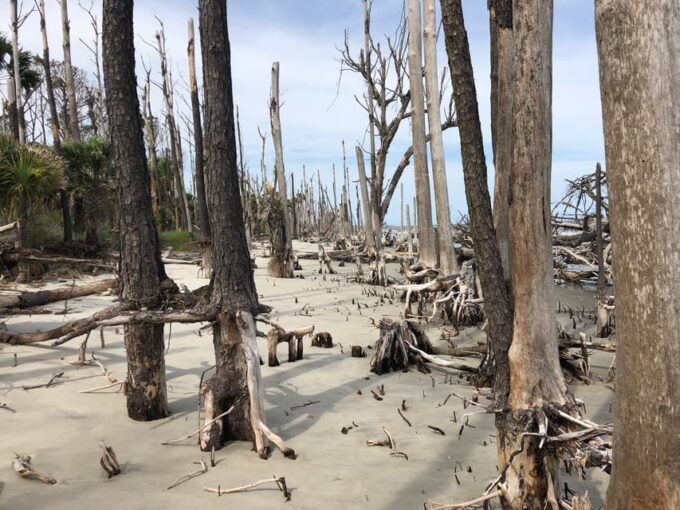 Charleston: Private Sightseeing & Dolphin Watching Boat Tour - Iconic Sites Exploration