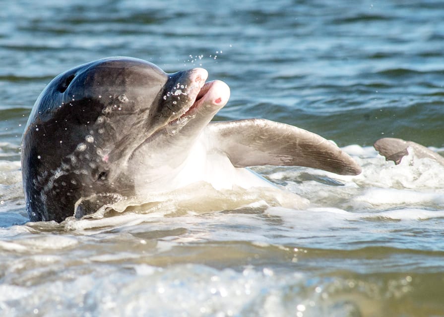 Charleston: Sunset Harbor Cruise for Dolphin Watching - Check-in and Departure Information