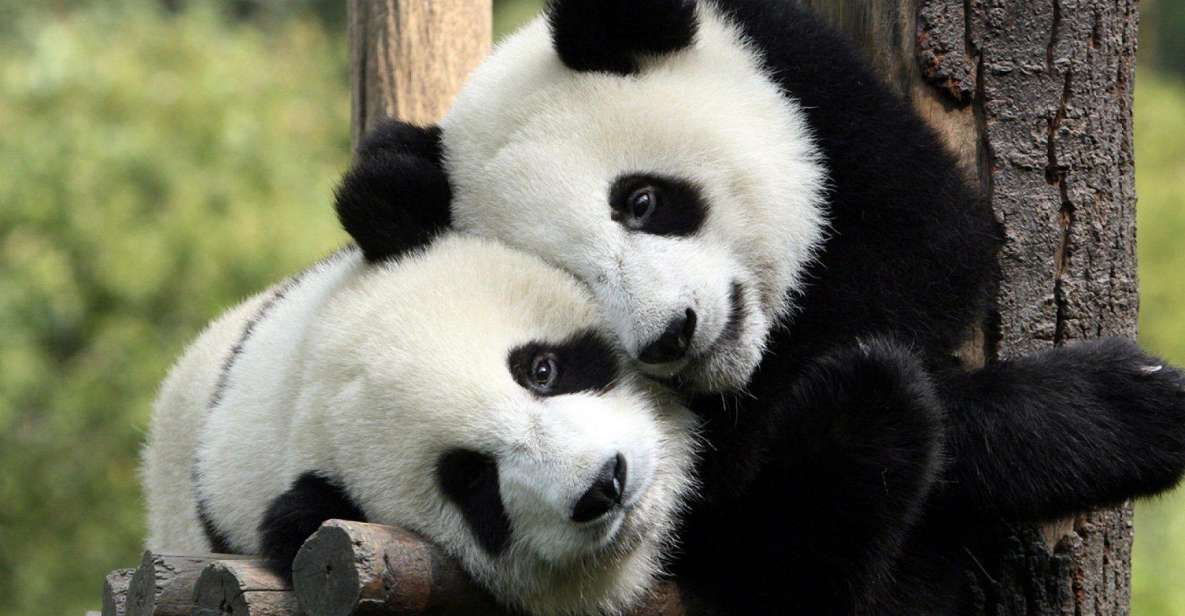 Chengdu: Private Full-Day Panda, City, Museum, & Park Tour - Frequently Asked Questions