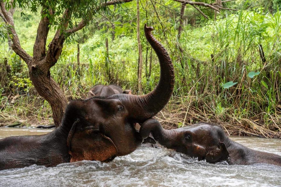 Chiang Mai: Elephant Dream Project Sanctuary - Full Day - Recommended Traveler Types