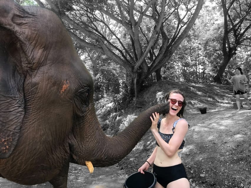 Chiang Mai: Elephant Feeding Experience, Hand Feed Elephants - Booking and Cancellation Policy