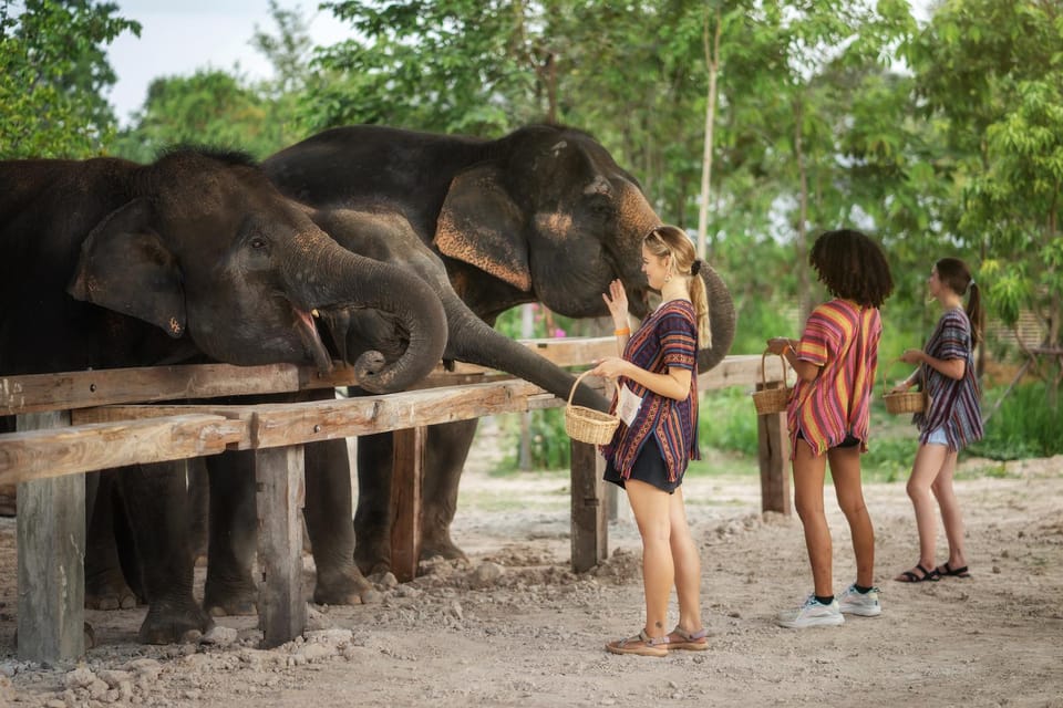 Chiang Mai: Ethical Elephant Encounter Feeding Program - Accessibility and Suitability