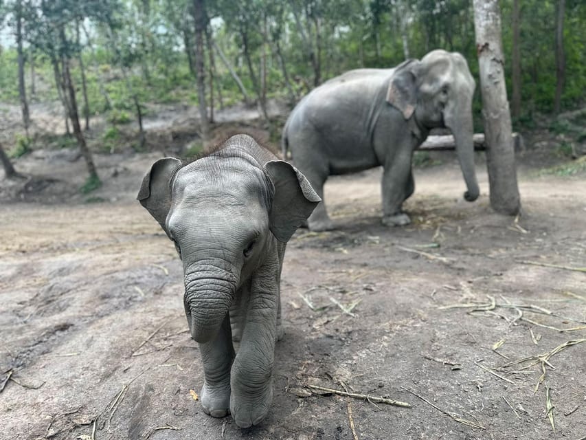 Chiang Mai: Waterfall, Elephant Sanctuary, and Rafting Tour - Ethical Approach to Elephants