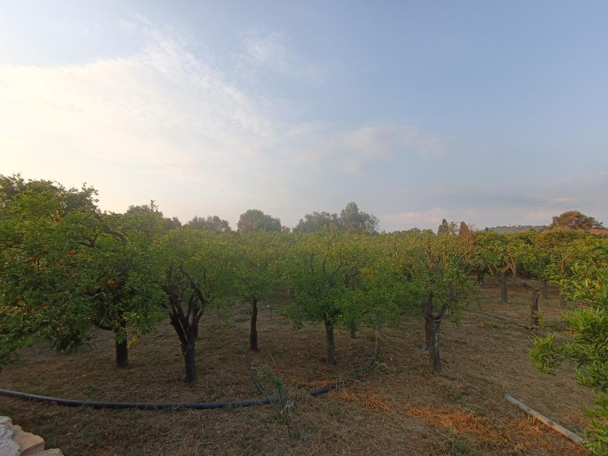 Chios: Orange Farm Trip & Tasting - Citrus Museum Visit - Frequently Asked Questions