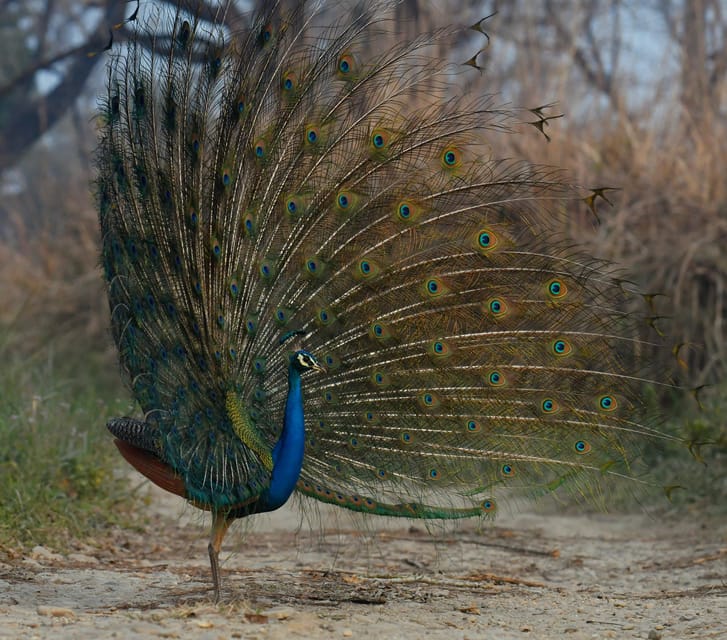 Chitwan: 2-Night Safari Tour With Jeep Tour and Jungle Walk - Booking Information