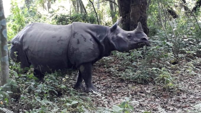 Chitwan: Jungle Safari With Jeep, Canoe, and Jungle Walk - Booking and Cancellation Policy