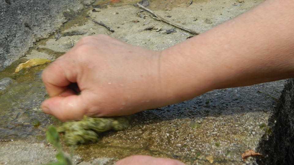 Cilento: Discovering the Art of Broom Spinning in Tortorella - Booking Your Adventure in Campania