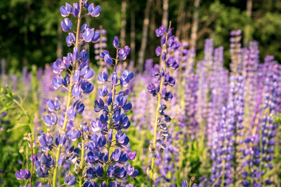 Crater Lake National Park Self-Guided Driving Audio Tour - Frequently Asked Questions