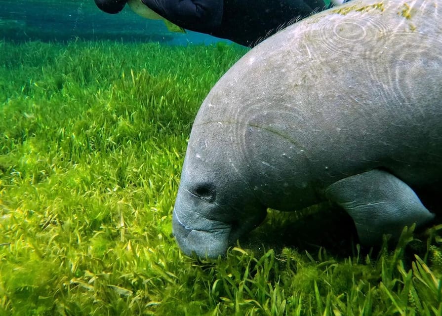 Crystal River: Swim and Snorkel With Manatees Tour - Certified Captains and Safety