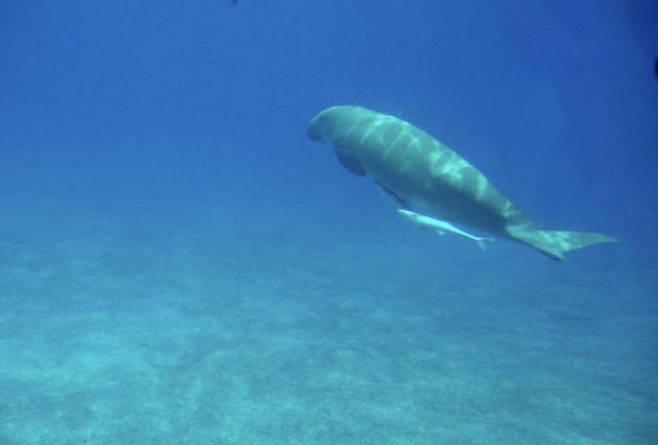 Dahab: Luxury Snorkeling Cruise With Buffet Lunch - Booking Information