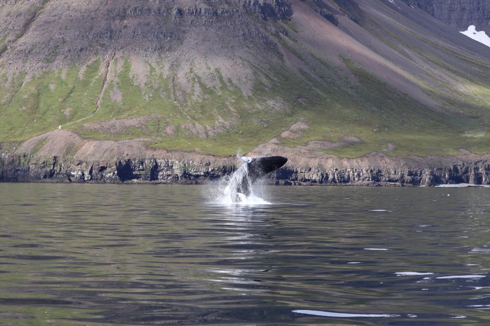 Dalvík: Whale Watching Speedboat Tour - Booking Information and Tips