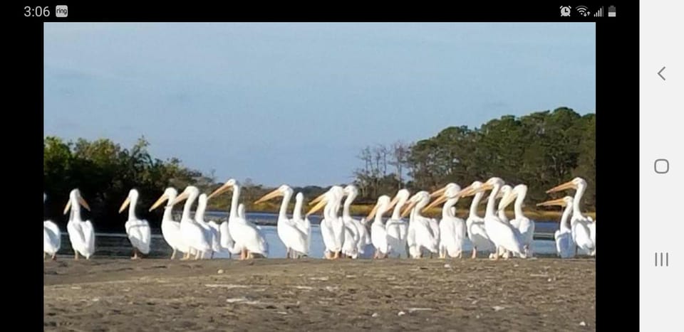 Daytona/New Smyrna Beach: Unforgettable Kayak Wildlife Tours - Discover the Intracoastal Waterway