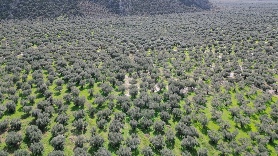 Delphi: Easy Hike on Ancient Path Through the Olive Groves - Cancellation and Refund Policy