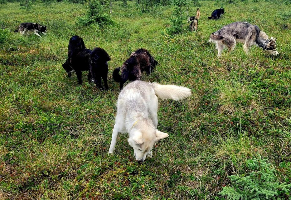 Denali: 1 Hour Tundra Walk With Free Running Sled Dogs - Availability and Cancellation Policy