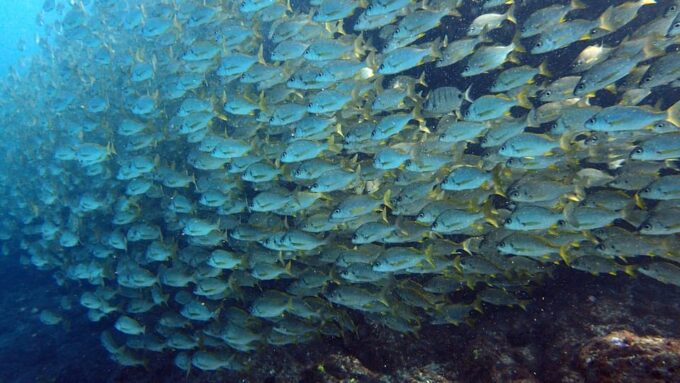 Discover Scuba Diving Experience - Participant Requirements and Information