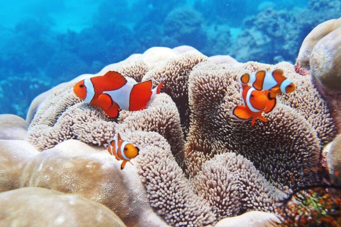 Discover Scuba Diving in Boracay - Convenient Hotel Pickup and Dropoff