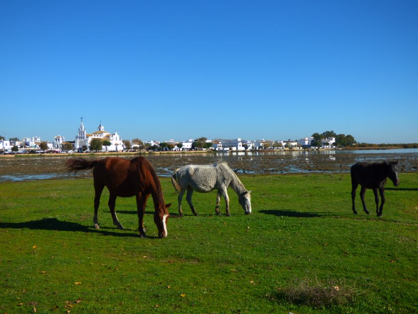 Doñana National Park Off-Road Tour From Seville - Enjoying Free Time and Relaxation