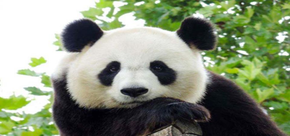 Dujiangyan Panda Base and Irrigation System Park Day Tour - Customer Feedback Highlights