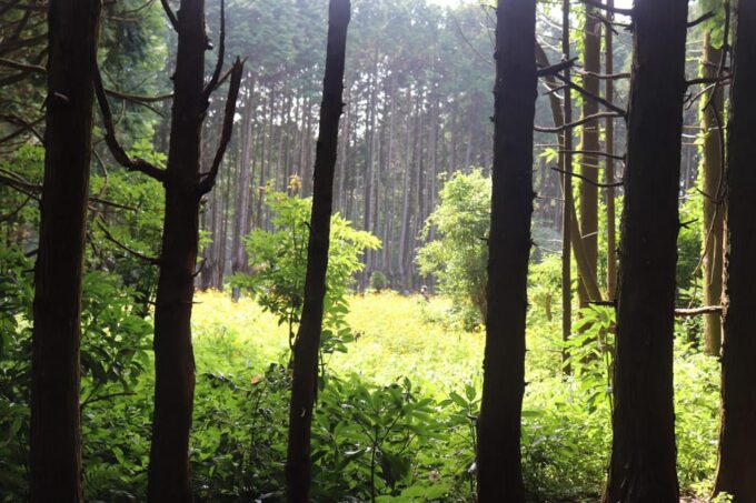 East of Jeju Island Bus Tour From Seogwipo City, Jeju Island - Transportation Details