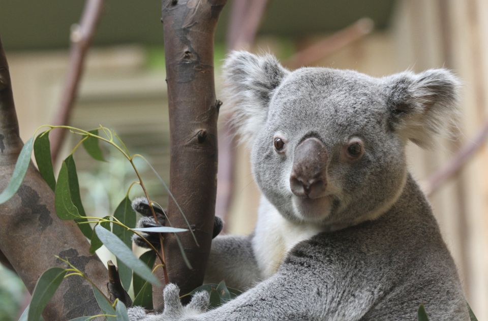 Edinburgh Zoo Entrance Ticket - Booking Information