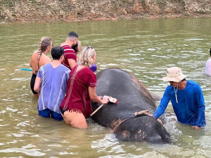 Elephant Experience With Transfers and Thai Food Buffet - Important Information