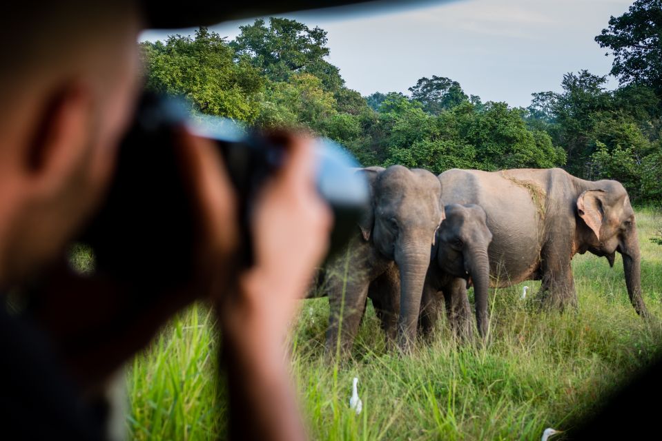 Ella: Shuttle to Mirissa/Galle/Hikkaduwa & Udawalawa Safari - Ample Wildlife Sightings During Safari