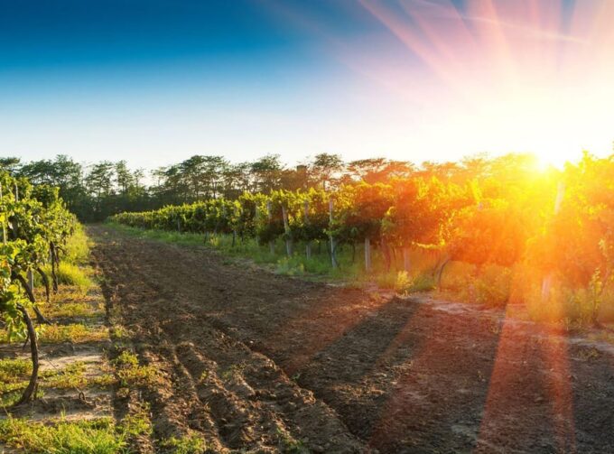 Ercolano Vineyards, View Cellar Wine Tasting and Brunch - Frequently Asked Questions