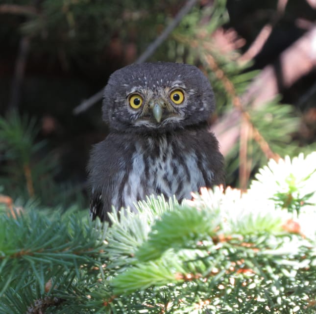 Estes Park: Birds of Colorado Speaker Series - Cancellation Policy