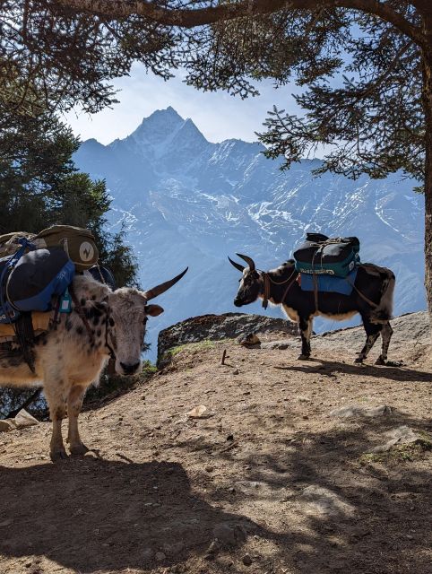 Everest Base Camp Trek - Nepal - Safety and Health Considerations