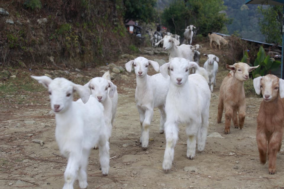 Experience the Magic of Poon Hill: a 4-Day Trek From Pokhara - Highlights of the Trek