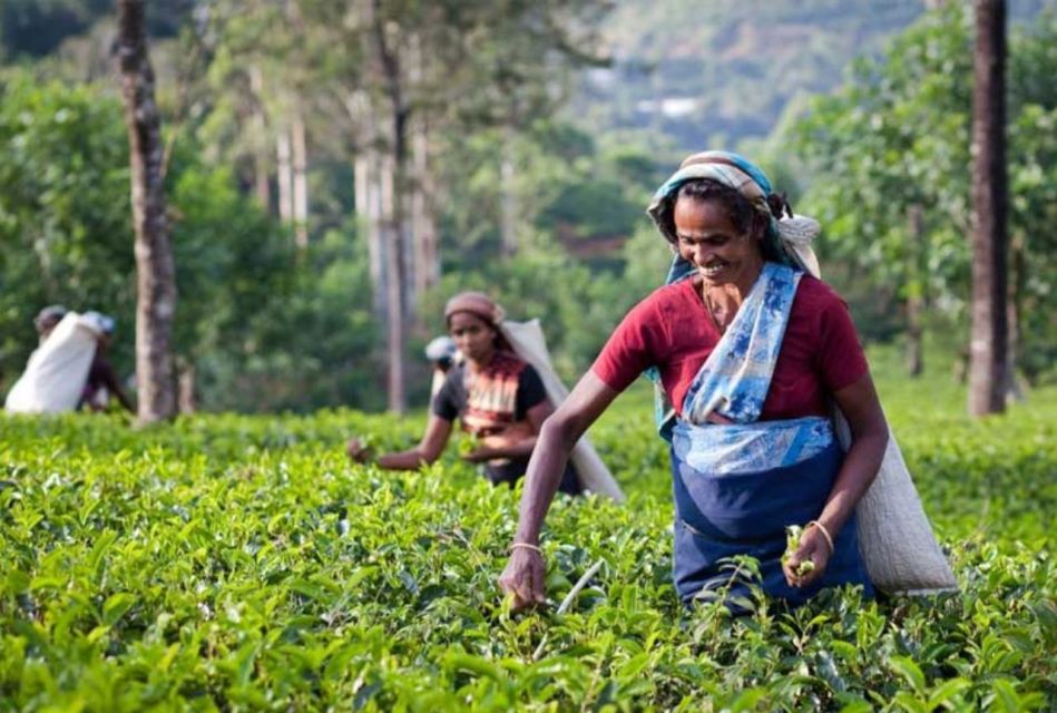 Explore Kandy, Pinnawala, and Tea Plantation From Kandy - Customer Feedback