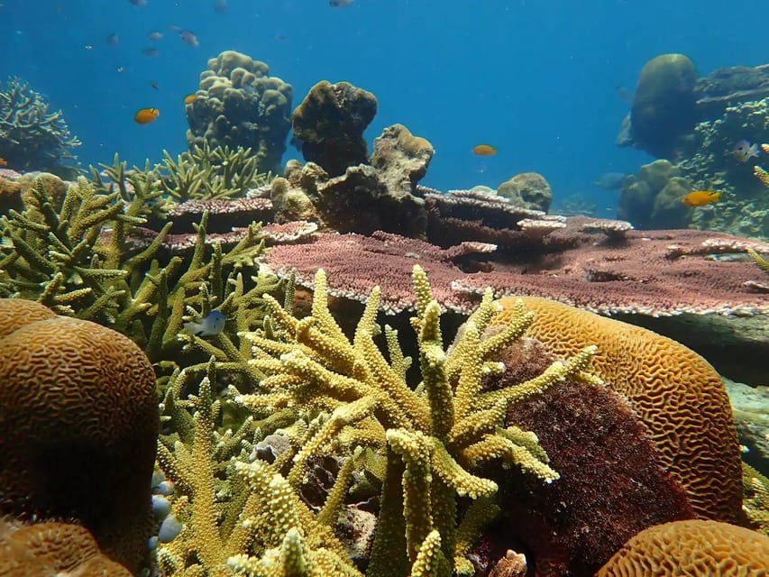 Explore the Mangroves and Coral Reefs of Malaysia - Booking Information