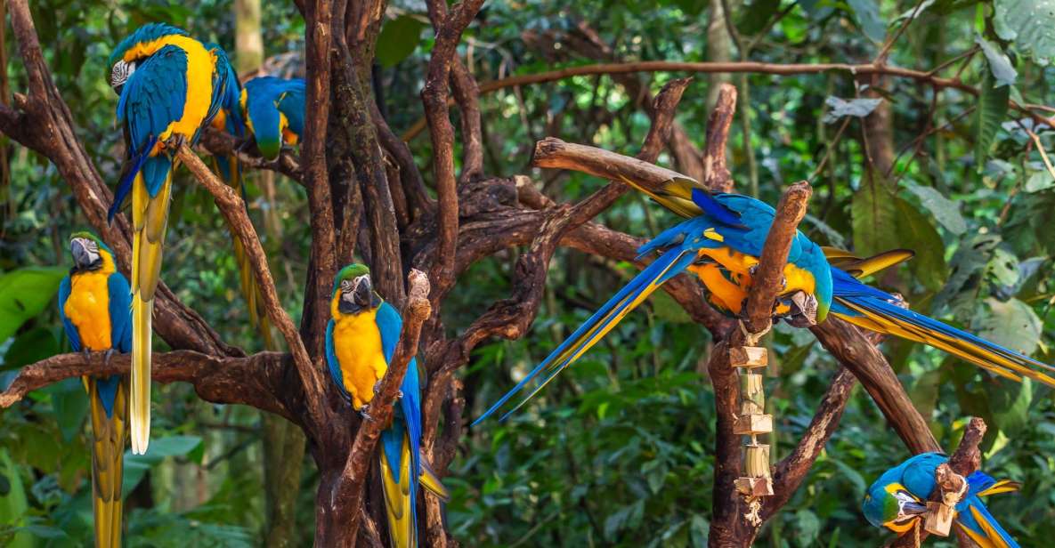 Foz Do Iguaçu: Bird Park Experience - Booking Information