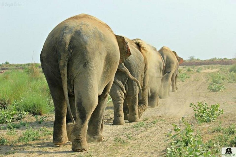 From Agra: Visit to Wildlife SOS Elephant Conservation Trip - Supporting Elephant Conservation