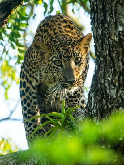 From Arugambay :- Yala National Park Safari Adventure - Conservation and Photography