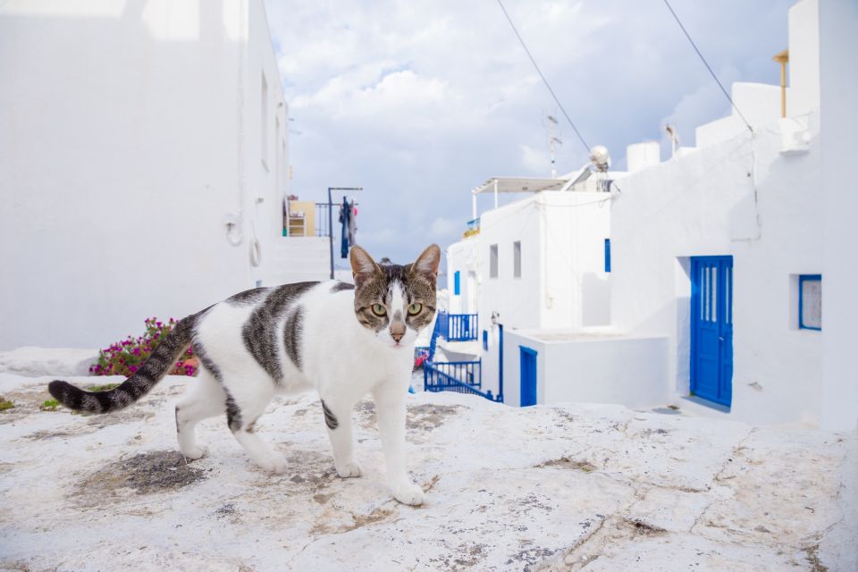 From Athens: Mykonos Day Trip With Ferry Tickets - Additional Recommendations for Travelers