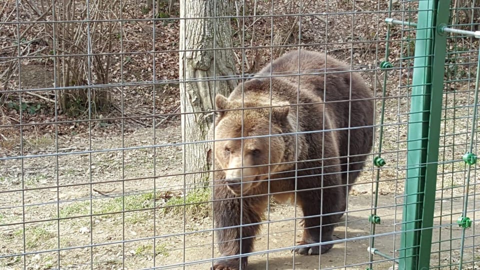 From Brasov: Libearty Bear Sanctuary Guided Tour - The Sum Up