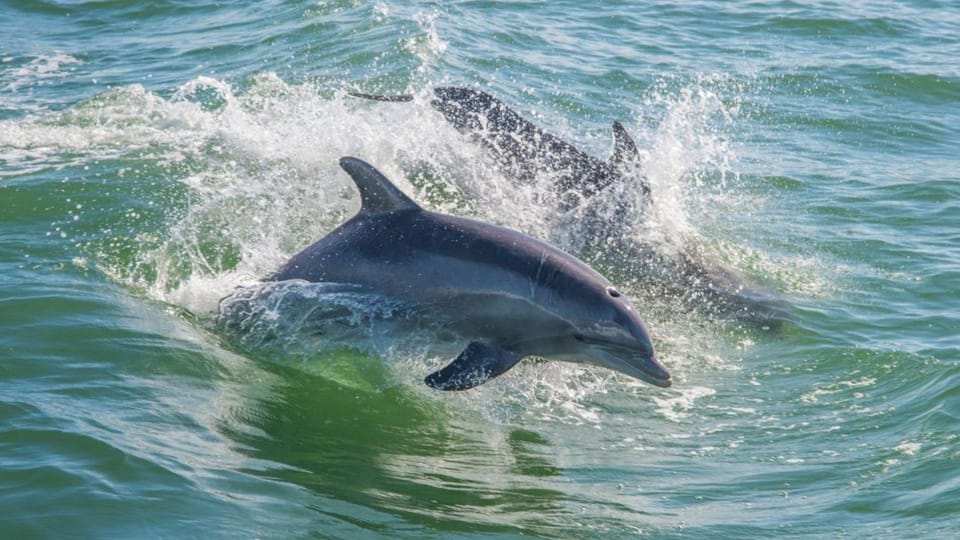 From Cagliari: Sunset Dolphin Watching Tour - Languages Offered