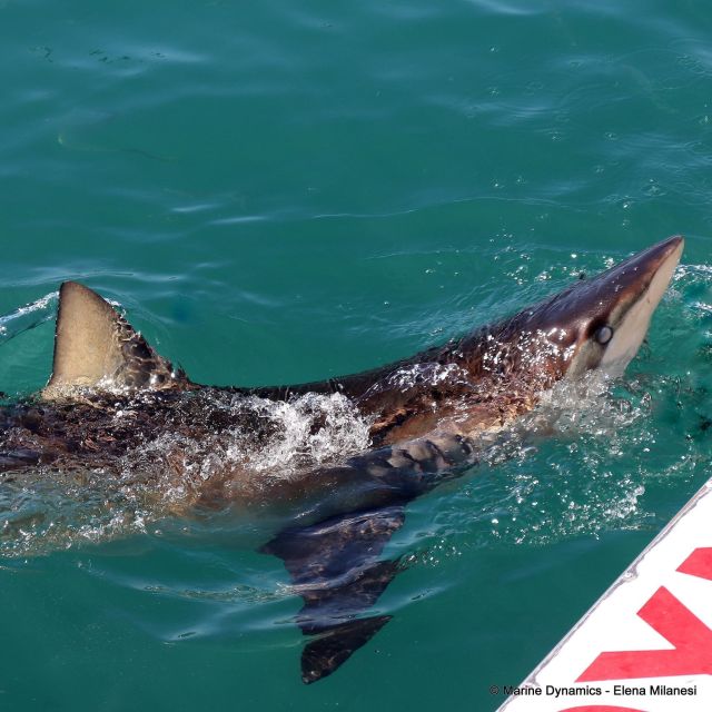 From Cape Town: Shark Cage Diving and Viewing - Capturing the Memories