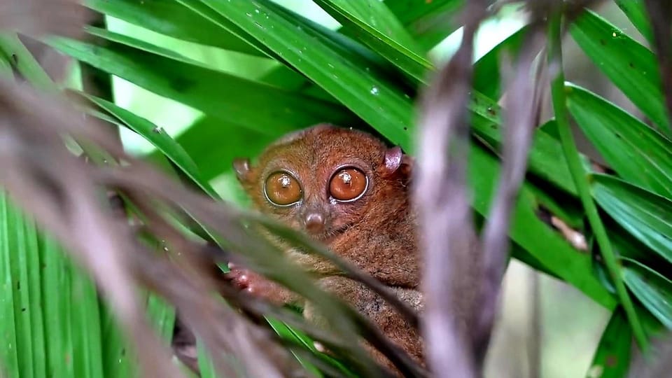 From Cebu: Bohol Countryside Exclusive Tour - Tarsier Sanctuary Visit