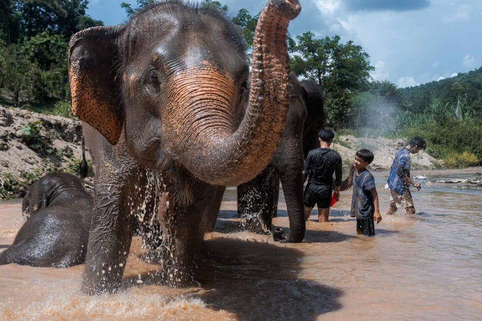 From Chiang Mai: Kerchor Eco Elephant Park Tour - Optional Thai Lunch Experience