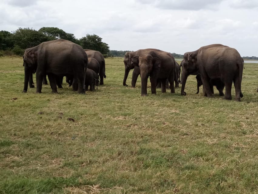 From Colombo: Sigiriya / Dambulla & Safari Day Tour - Safari in Minneriya