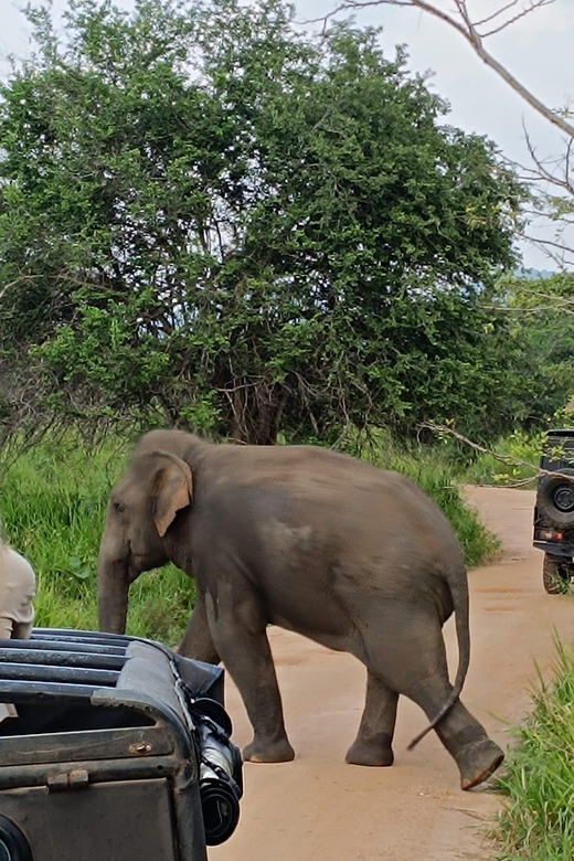 From Colombo: Udawalawe National Park Safari With Lunch - Flexible Travel Plans