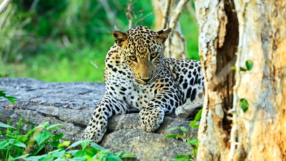 From Colombo : Yala National Park Safari Tour - Additional Notes