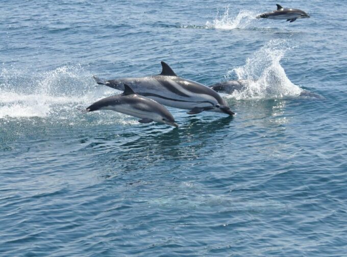 From Costa Del Sol: Gibraltar Dolphin Watching by Boat - Customer Feedback