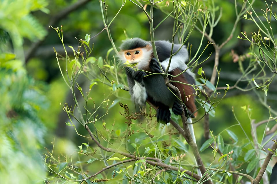 From Da Nang: Wildlife Watching, Douc Langurs Watching - Supporting Conservation Efforts