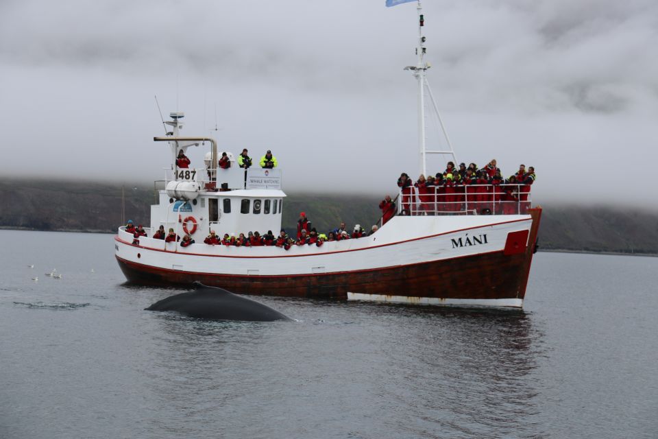 From Dalvik: Arctic Whale Watching in Northern Iceland - Nearby Attractions