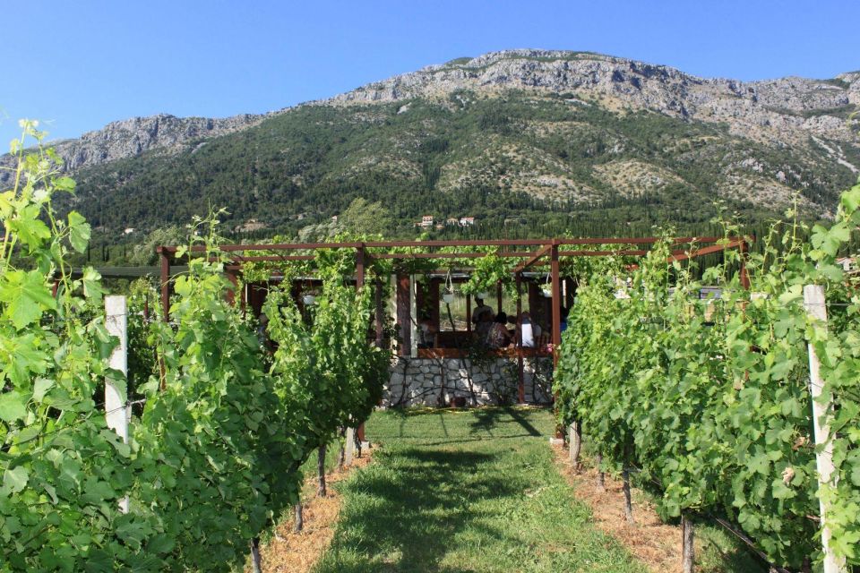 From Dubrovnik Oyster and Wine Tasting Tour in Ston Bay - Wine Tasting at Museum of Wine