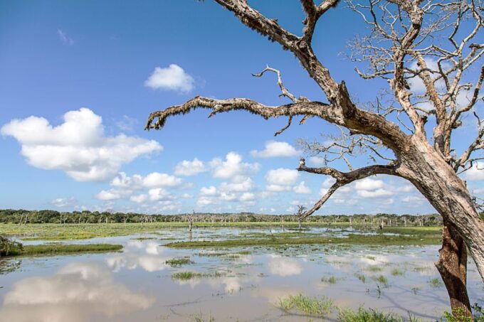 From Ella: Shuttle to Down South Any Location W Yala Safari - Benefits and Flexibility