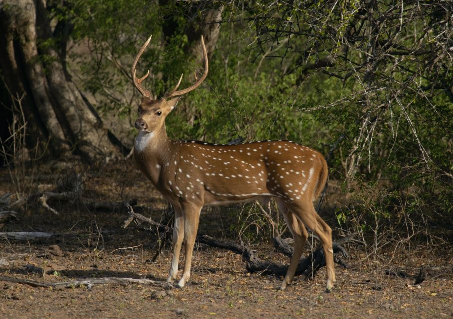 From Habarana or Sigiriya: Minneriya National Park Safari - Tour Cancellation and Refund Policy